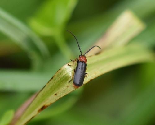Réf. 184 083 : Silis ruficollis